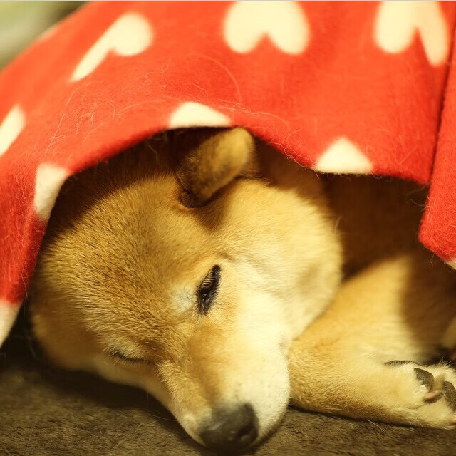 本菲卡边路突破成功率居高，本菲卡阵容最新