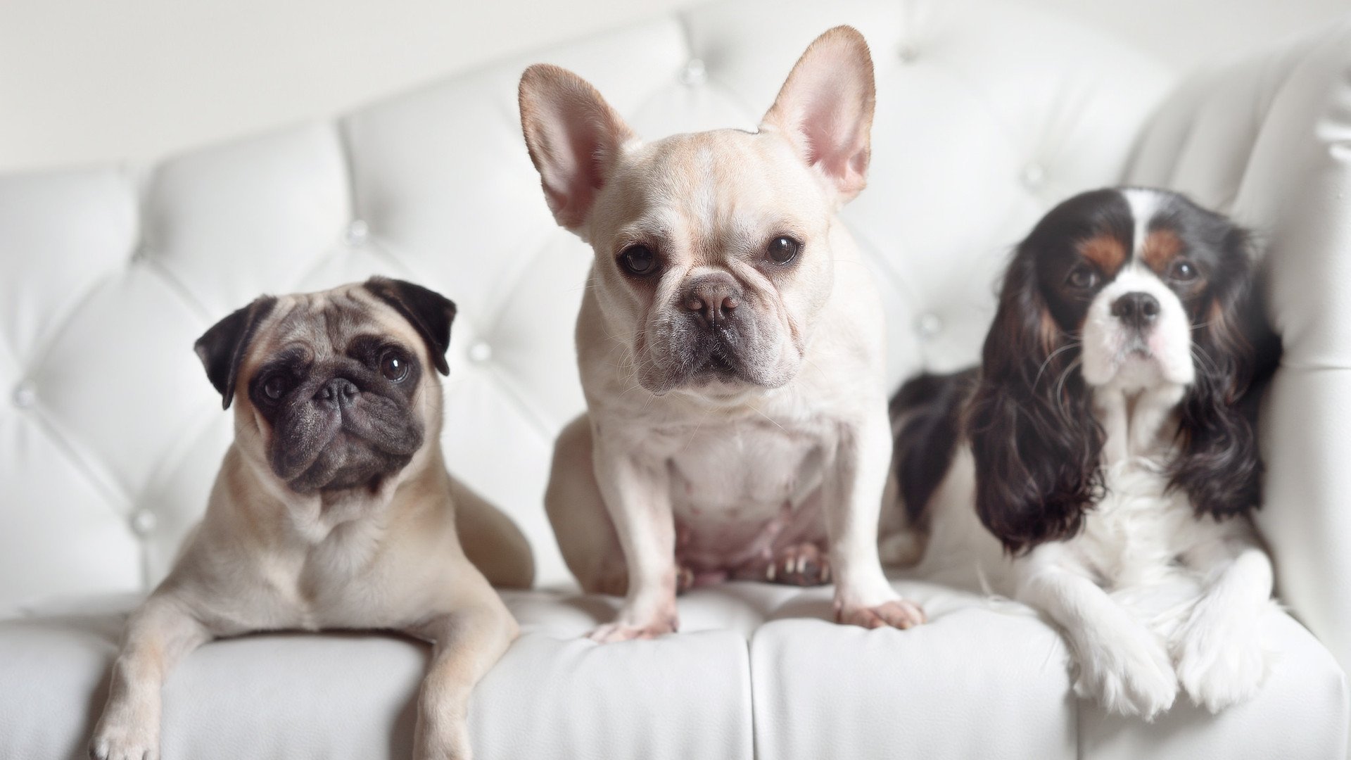 足球文化输出渠道建设不足，如何打造足球体育文化