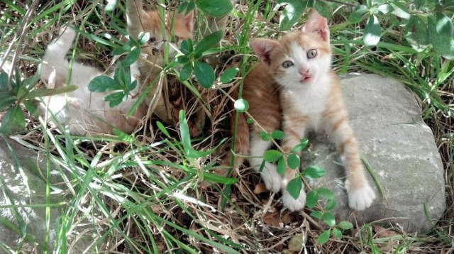 世界杯场地的环境保护措施,足球世界杯对场馆的要求