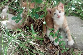 开云官方-世界杯场地的环境保护措施，足球世界杯对场馆的要求