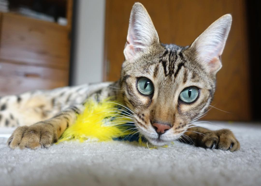 西甲球队赛季后期使用HRV指标动态调整轮换强度分析,西甲换人规则